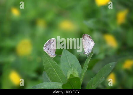 Zwei Schmetterlinge Zizina otis indica/Kleingras Blau sitzt auf der gelben Blume (Arachis pintoi) Stockfoto