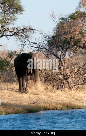 Afrikanischer Elefant (Loxodonta Africana), Savuti, Chobe Nationalpark, Botswana Stockfoto