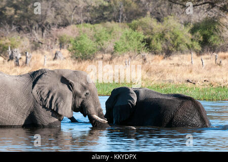 Afrikanische Elefanten (Loxodonta Africana), Okavangodelta, Botswana. Stockfoto