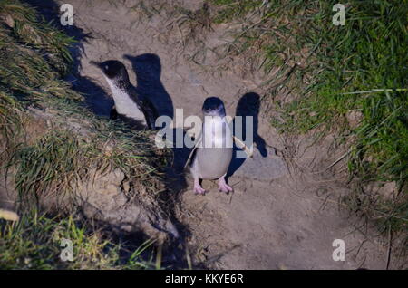 Kleine blaue Pinguine in der Nacht, North Otago, Neuseeland. Stockfoto