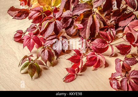 Abgewinkelte Lage der Zweige des wilden Trauben mit hellen Blätter in Burgund und roten Schatten. Stockfoto