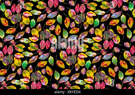 Black background of abstract chaotic pattern with autumn colorful leaves pear tree Stockfoto