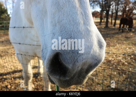 Pferd whisker-extreme Nahaufnahme des White Horse Nase mit seine Schnurrhaare von der Sonne hervorgehoben - Kopf über Draht Zaun, mit Bäumen, gestreichelt zu werden. Stockfoto