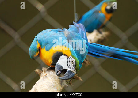 Blau-gelber Ara (Arara Canindé) im Zoo Guarulhos, São Paulo - Brasilien Stockfoto