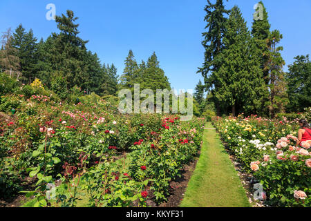 International Rose Test Garden, Portland, Oregon, USA Stockfoto