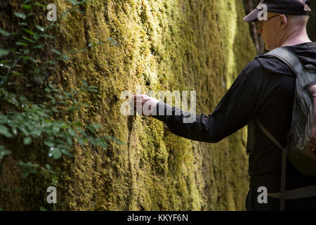 Wanderer auf der Elk River Trail in der Strathcona proviental Park, Vancouver Island, British Columbia, Kanada Stockfoto