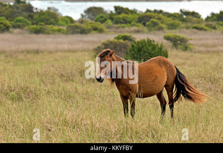 Nc-00985-00... North Carolina - wildes Pferd in einer Wiese auf shackleford Banken, ein Barrier island in Cape Lookout National Seashore. Stockfoto