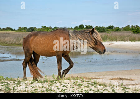 Nc-00991-00... North Carolina - Wild Horse Streifen entlang der Kante der Strand auf shackleford Banken, ein Barrier island in Cape Lookout National Seashore. Stockfoto