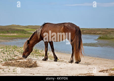 Nc-00992-00... North Carolina - Wild Horse Streifen entlang der Kante der Strand auf shackleford Banken, ein Barrier island in Cape Lookout National Seashore. Stockfoto