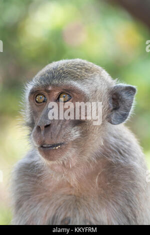 Juvenile Seespinne - essen Makaken (Macaca fascicularis), auch bekannt als die Long-tailed macaque, ist ein cercopithecine Primas native Asien bis Südost. Pura Stockfoto