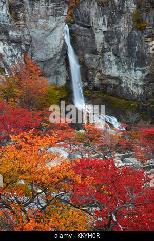 El Chorrillo Wasserfall und Lenga Bäumen im Herbst, in der Nähe von El Chalten, Parque Nacional Los Glaciares, Patagonien, Argentinien, Südamerika Stockfoto