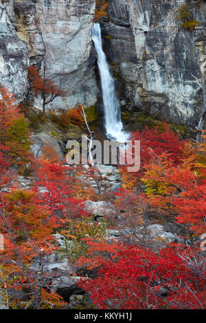 El Chorrillo Wasserfall und Lenga Bäumen im Herbst, in der Nähe von El Chalten, Parque Nacional Los Glaciares, Patagonien, Argentinien, Südamerika Stockfoto