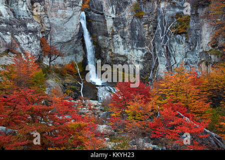 El Chorrillo Wasserfall und Lenga Bäumen im Herbst, in der Nähe von El Chalten, Parque Nacional Los Glaciares, Patagonien, Argentinien, Südamerika Stockfoto