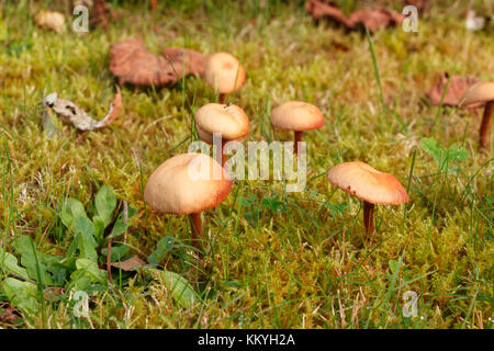 Der Mäher Pilze im Moos von einem Garten Stockfoto