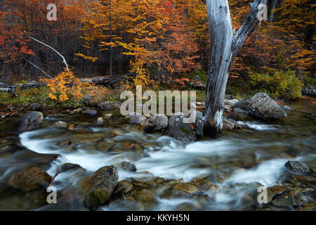 Stream und Lenga Bäumen im Herbst, in der Nähe von El Chalten, Parque Nacional Los Glaciares, Patagonien, Argentinien, Südamerika (mr) Stockfoto