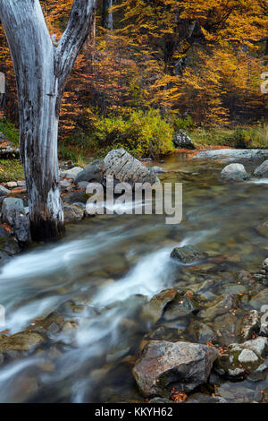 Stream und Lenga Bäumen im Herbst, in der Nähe von El Chalten, Parque Nacional Los Glaciares, Patagonien, Argentinien, Südamerika (mr) Stockfoto