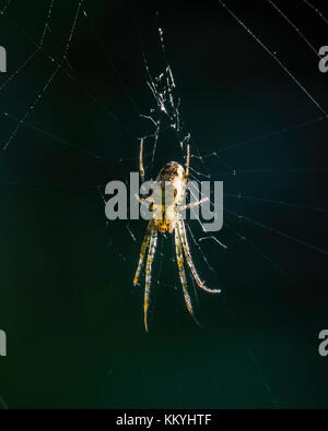 Nahaufnahme einer Spinne in der Mitte seiner Web. Der wissenschaftliche Name dieser Spinne Metellina segmentata. Stockfoto
