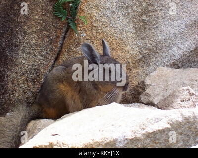 Chinchilla unter den Felsen in Machu Picchu Stockfoto