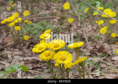 Gelben Blüten des Huflattich auf noch blattlosen Stengel. blühende Sonne im Frühjahr Primeln Stockfoto