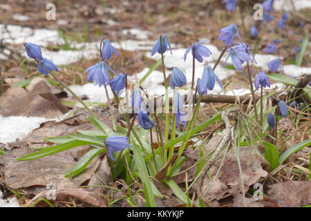 Blumenbeet der sibirischen Blausterne und Flecken der schmelzenden Schnee auf dem Hintergrund Stockfoto