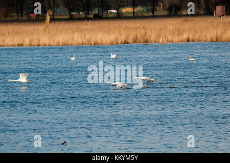 Höckerschwan ab (siehe Rietzer See Rietz), einem Naturschutzgebiet in der Nähe der Stadt Brandenburg im Nordosten Deutschlands Stockfoto