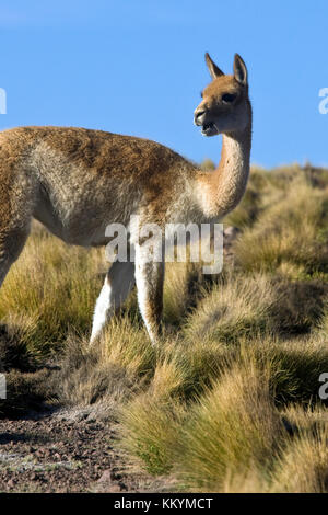 Eine weibliche Vikunja (Vicugna vicugna) im Buschland von der Atacama-Wüste im Norden Chiles Stockfoto