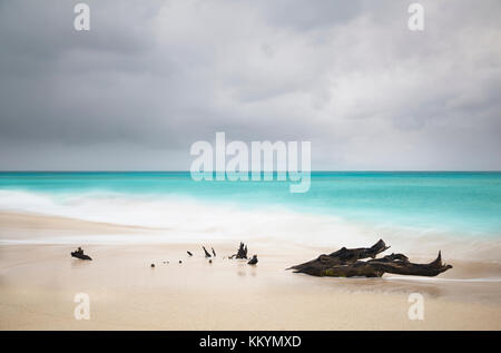 Treibholz auf Ffryes Beach in Antigua während eines Sturms. lange Belichtung geschossen. Stockfoto