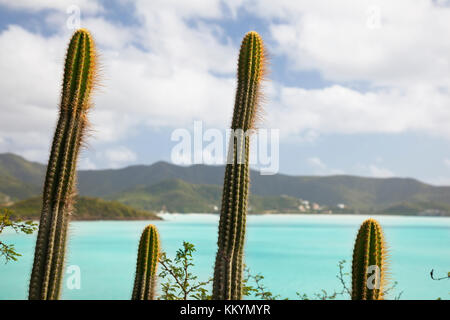 Lustige symmetrische Kakteen mit Blick auf das karibische Meer in Antigua. Stockfoto