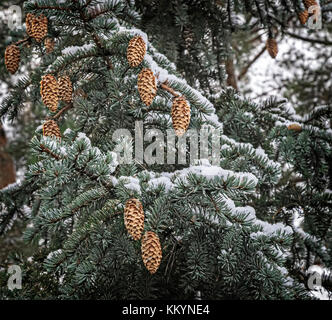 Auf die Zweige der Fichte, mit Schnee bedeckt, hängen viele Kegel. Stockfoto