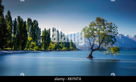 Die berühmten Wanaka Baum am Lake Wanaka, Otago, Neuseeland. Stockfoto