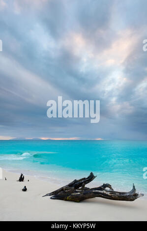 Ein Stück Treibholz an Ffryes Beach in Antigua. Dramatische dunklen Himmel über türkisfarbenem Wasser kurz vor einem Sturm. Stockfoto