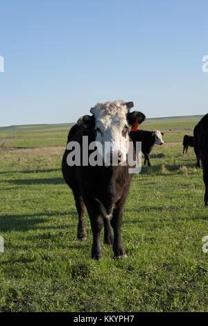 Neugierig weisse Kuh konfrontiert sehen, wie sie die Kamera in einer grünen Weide bei Sonnenuntergang mit anderen Kühe in der Herde im Hintergrund steht Stockfoto