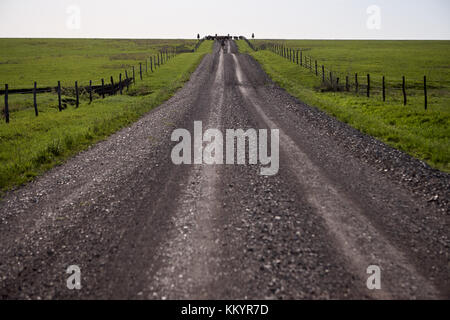 Ländliche Feldweg mit Reifenspuren, die durch üppige grüne Weiden und Ackerland in einem rückläufigen anzeigen Stockfoto