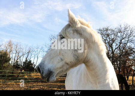 Weißes Pferd mit seinen Kopf zur Seite, Weide mit Dark Horse und Bäume im Hintergrund an den goldenen Stunde Stockfoto