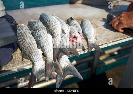 Fischer mit einem guten Fang von gereinigt und ausgenommene frische pan Fisch auf einem Zähler nach oben in der Nähe zu sehen. Stockfoto
