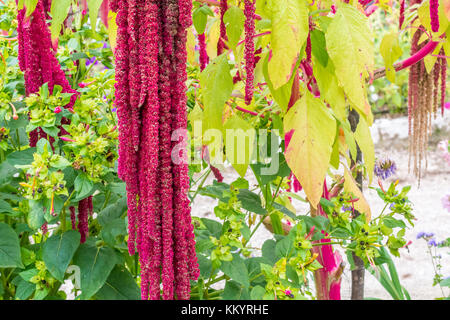 Amaranthus Caudatus Blumen, wie Love Lies Bleeding bekannt. Rote dekorative Amarant auf der Straße Garten Stockfoto