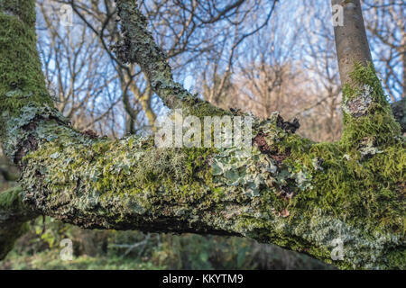 Ein paar Arten von blassgrünen Flechten Thallus auf einem ländlichen Zweig. Stockfoto