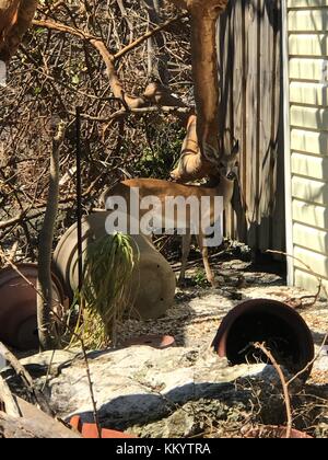 Eine wichtige Rotwild wandert um eine beschädigte Home im Key Deer National Wildlife Refuge in der Nachmahd des Hurrikans irma September 15, 2017 in Big Pine Key, Florida. (Foto von Dan Chapman über planetpix) Stockfoto