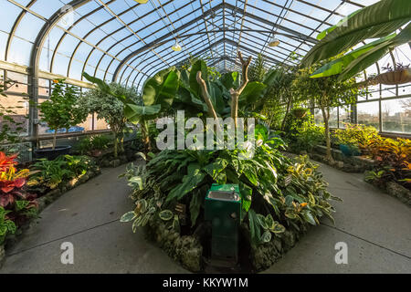 Tropenhaus innerhalb der Anna Scripps whitcomb Conservatory in Belle Isle Park, Detroit, Michigan, USA Stockfoto