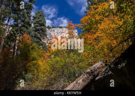 Herbst Laub auf Ahorn Bäume im Westen Gabel des Oak Creek Canyon im Coconino National Forest Oktober 12, 2016 in der Nähe von Flagstaff, Arizona. (Foto von Deborah Lee soltesz über planetpix) Stockfoto