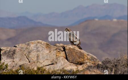 Ein Red-tailed Hawk sitzt auf einem Felsen an der Joshua Tree National Park Januar 28, 2014 in Twentynine Palms, Kalifornien. (Foto von robb hannawacker über planetpix) Stockfoto