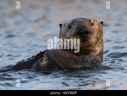 Eine südliche Kalifornien Sea Otter schwimmt im Ozean california Coastal National Monument, 7. Mai 2017 in der Nähe von Point Arena, Kalifornien. (Foto von David News über planetpix) Stockfoto