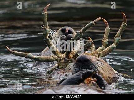 Südkalifornien Seeotter im Meer baden california Coastal National Monument, 7. Mai 2017 in der Nähe von Point Arena, Kalifornien. (Foto von David News über planetpix) Stockfoto