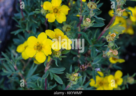 Strauchigen cinquefoil Blumen blühen an der Yellowstone National Park Juli 12, 2017 in Wyoming. (Foto von Jacob w. Frank über planetpix) Stockfoto