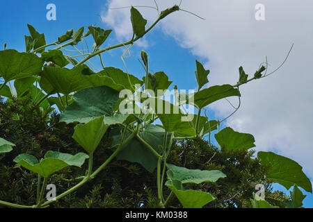 Zu durch grüne Blätter und Ranken am blauen Himmel mit weißen Wolken im Hintergrund Stockfoto