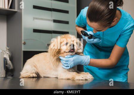 Hund Prüfung Ohr an den berufsbildenden Krankenwagen. Ein gesunder Hund unter medizinische Prüfung. Tierarzt das Auge eines Hundes untersucht. Stockfoto