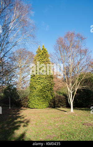 Cupressus macrocarpa und Betula utilis Stockfoto