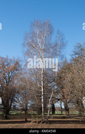 Betula utilis var. jacquemontii in Langley Park Arboretum. Stockfoto