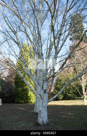 Betula utilis var. jacquemontii in Langley Park Arboretum. Stockfoto