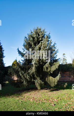 Picea Brauereiwerbemittel des aka Brauer weinen Fichte Stockfoto